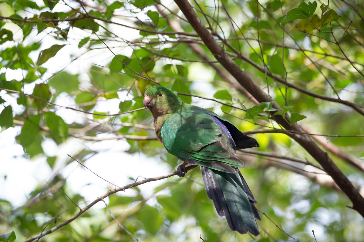 Birdlife abounds along The Gorge Walking Track
