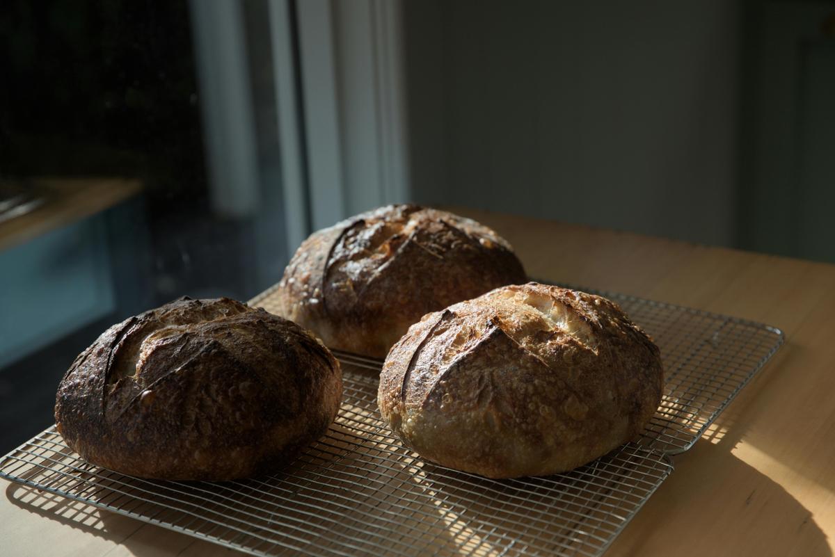 Freshly baked sourdough loaves