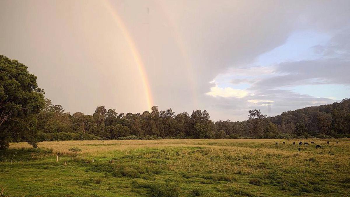 Bunya farm