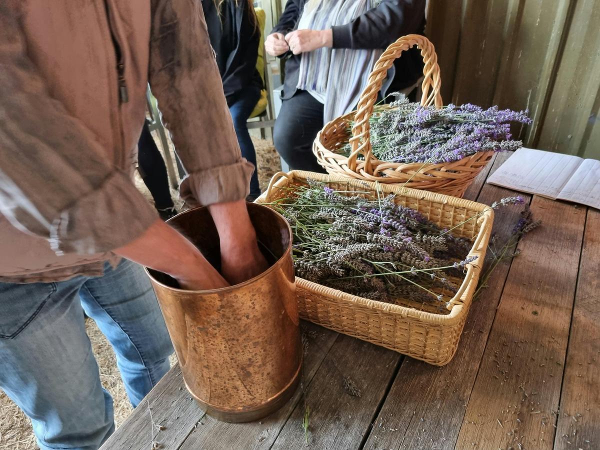 Preparing freshly harvested lavender for distillation during a workshop.