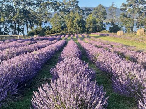 Lavender Goat Farm