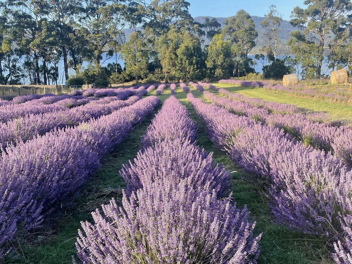 Lavender in bloom at Lavender Goat Farm in Tasmania's Huon Valley.