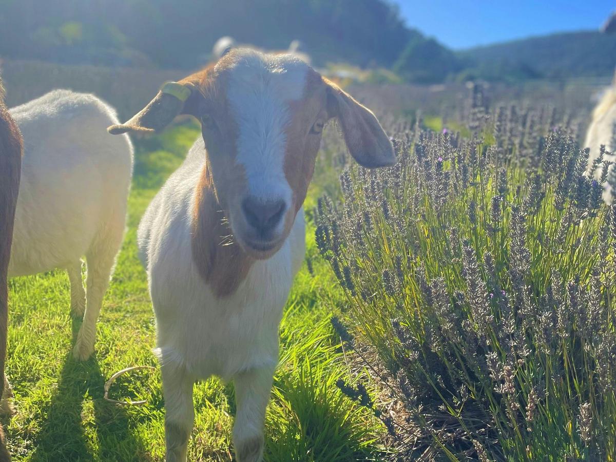 Goats among the lavender at Lavender Goat Farm.