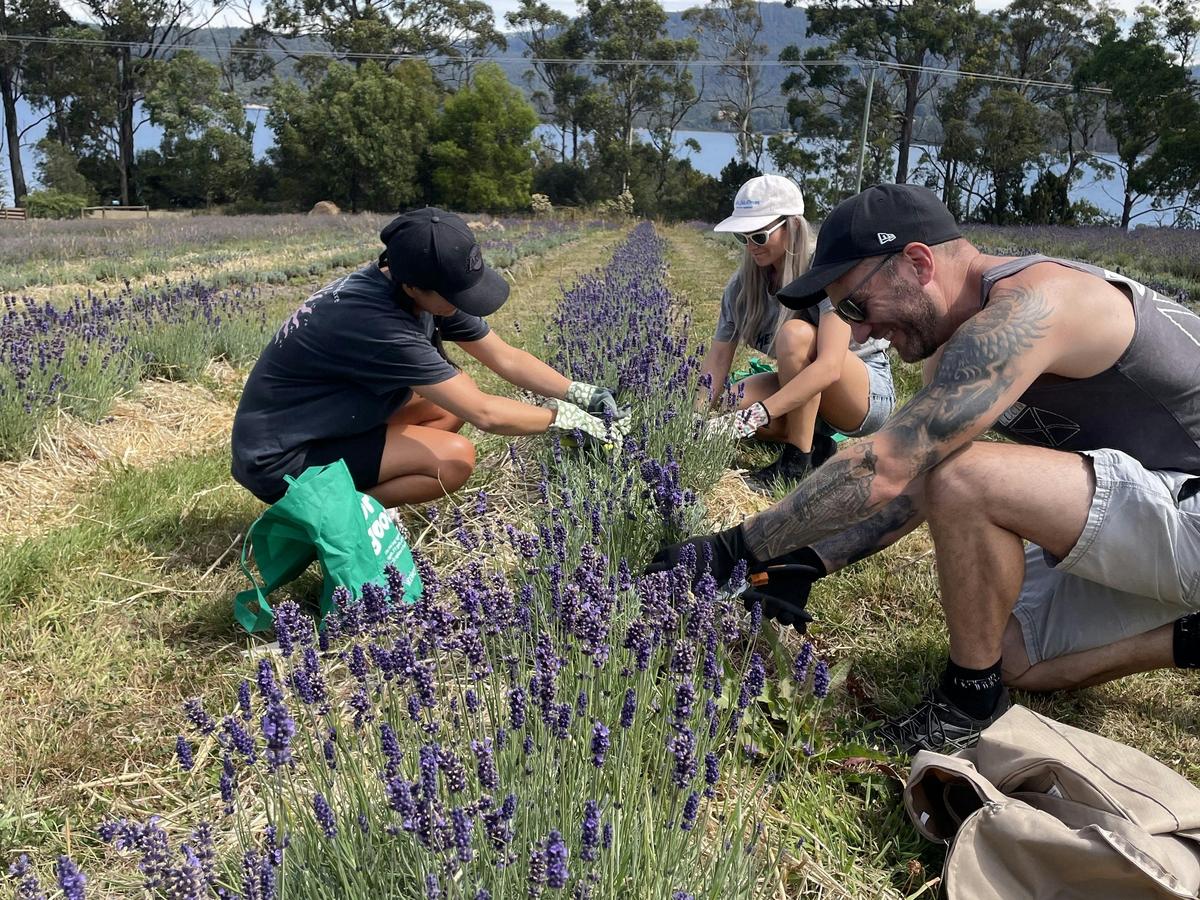 Visitors harvesting lavender during a seasonal farm experience at Lavender Goat Farm.