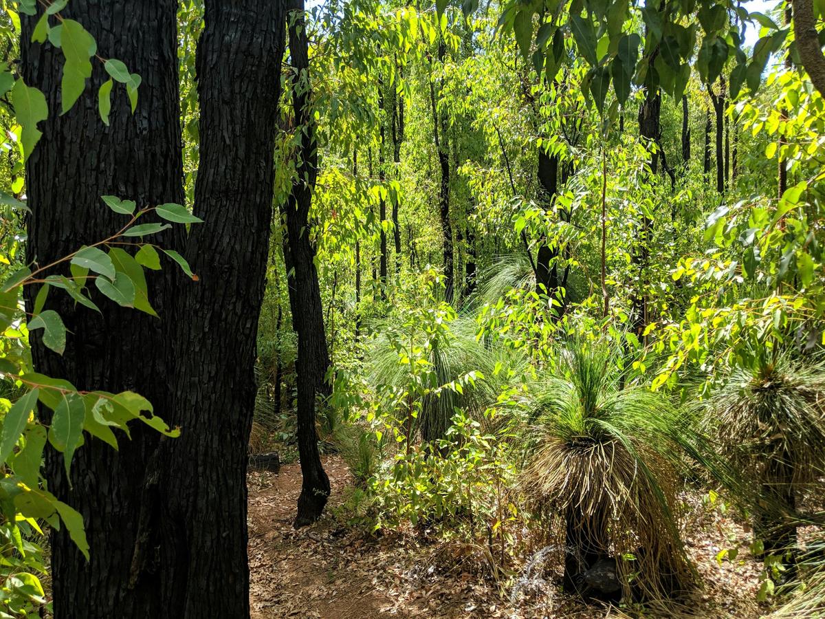 Dwellingup State Forest