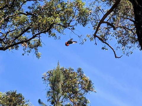 Dwellingup State Forest