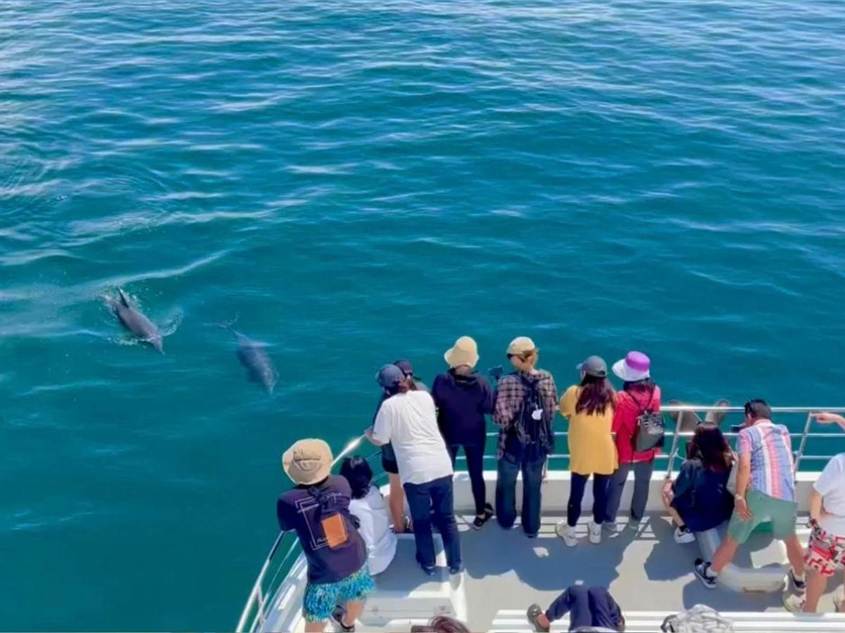 The Boutique Vines & Blue Water Dolphin Cruise