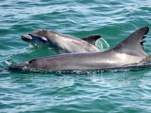 The Boutique Vines & Blue Water Dolphin Cruise