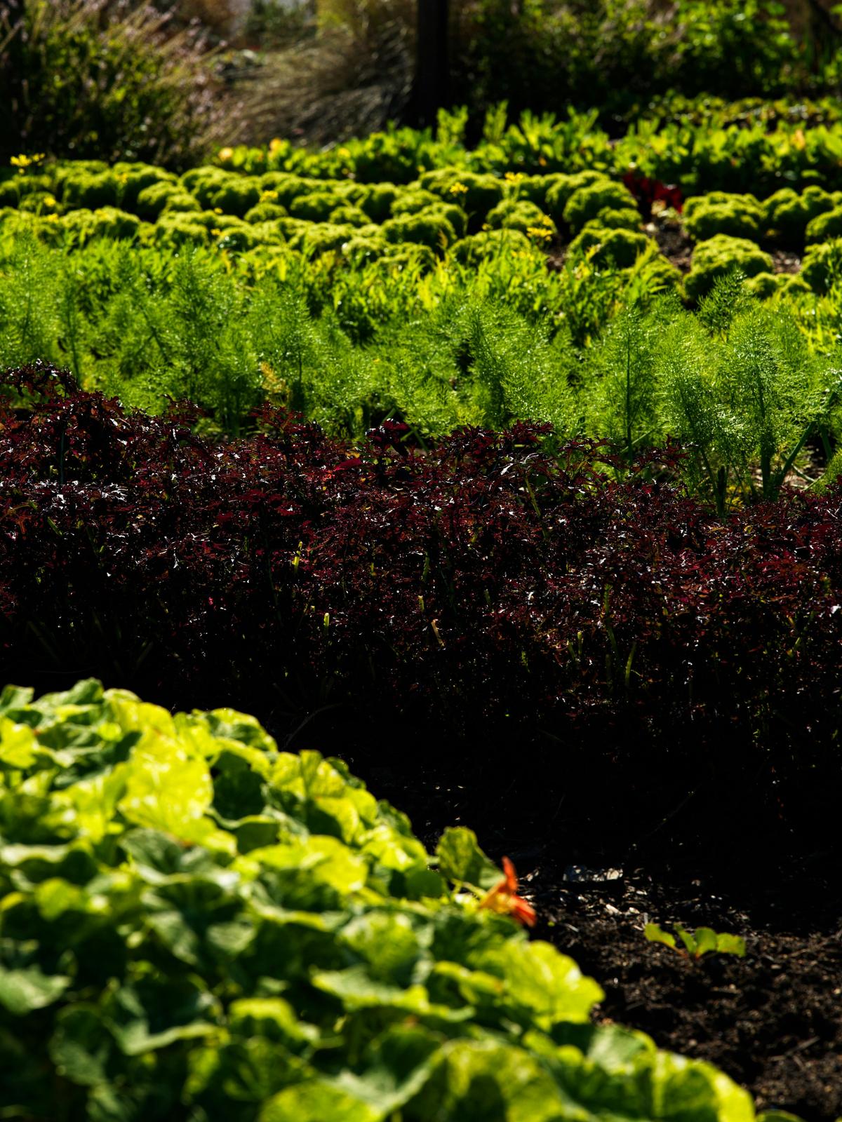 Sara Dining, Berry NSW - Kitchen Garden