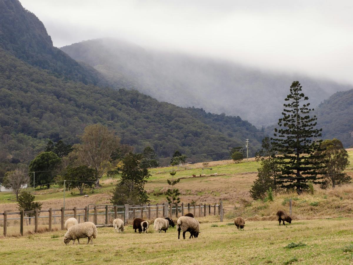 Roaming Sheep