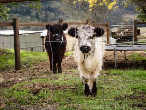 Cedar Glen Farmstay