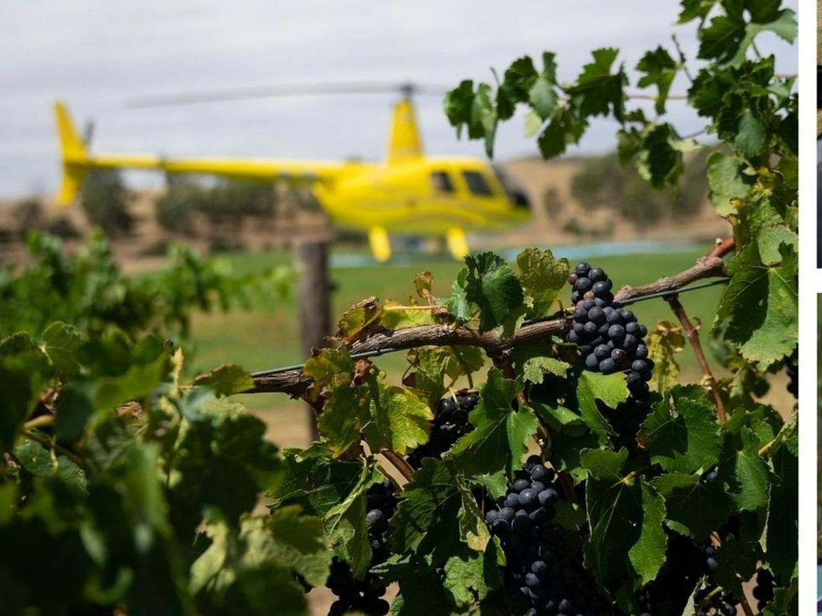 Mystery Picnic Barossa Valley and Helicopter Adventure