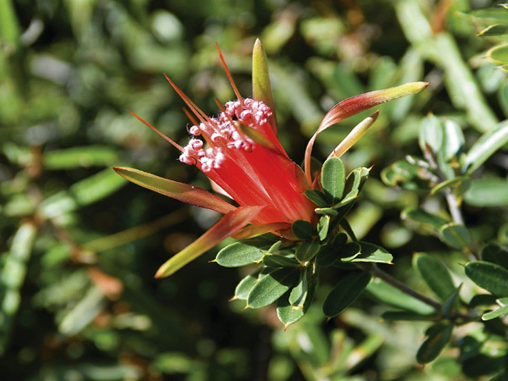 Lambertia Formosa. Photo: Michael Van Ewijk/OEH