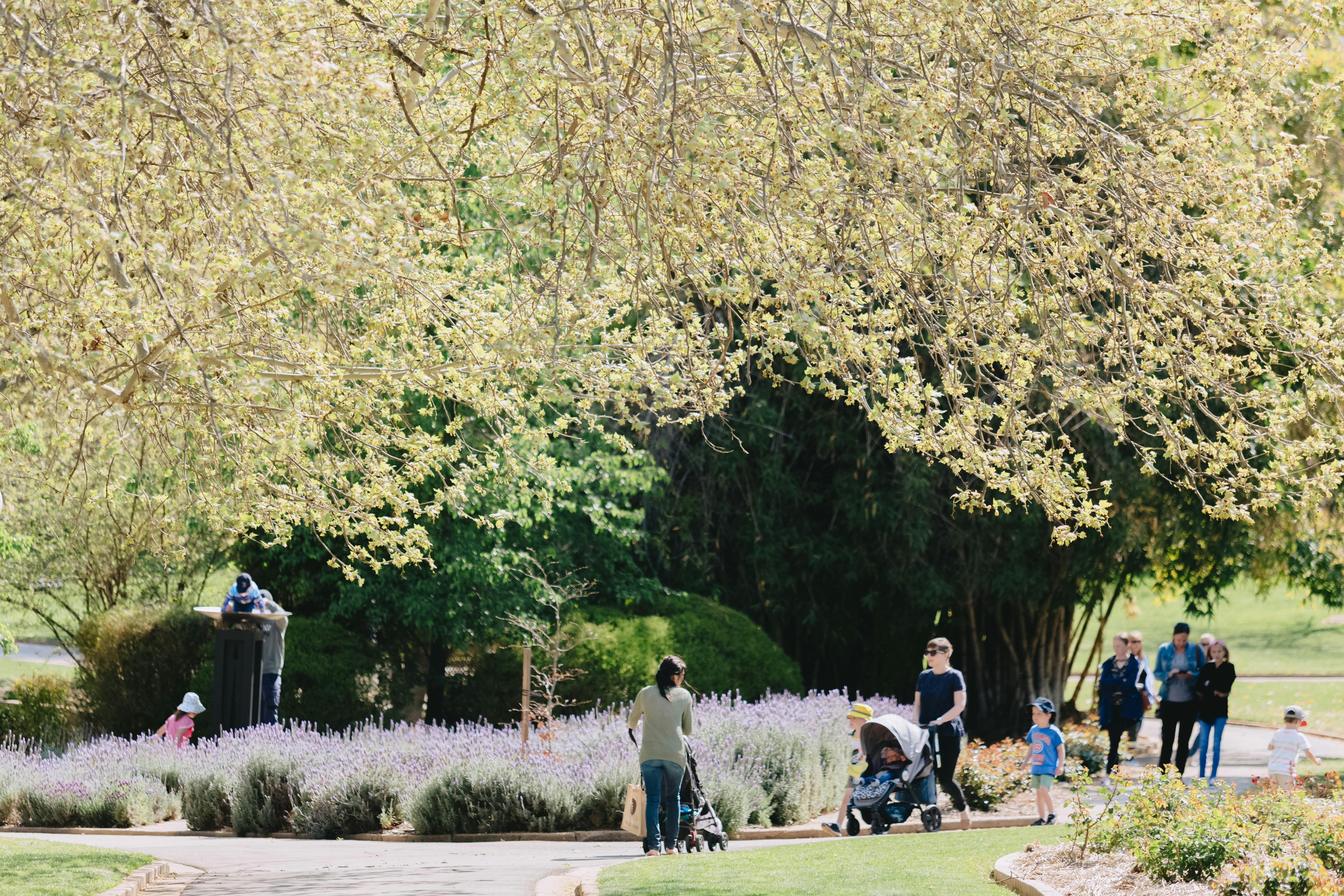 Wagga Wagga Botanic Gardens