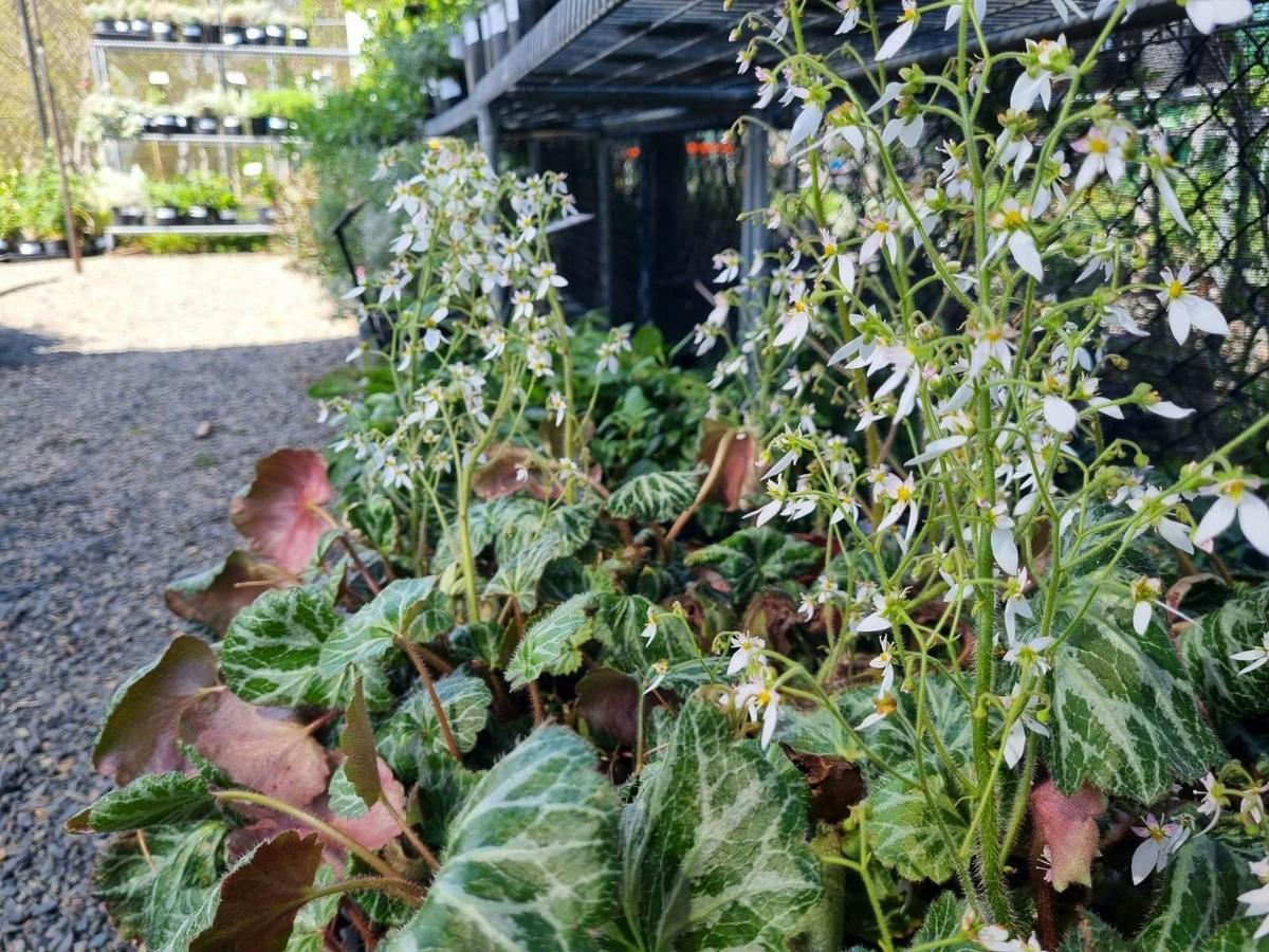 Spring plant sale