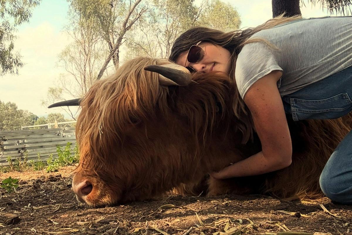 Up close and personal with the Highland cattle at River Rocks Stud.