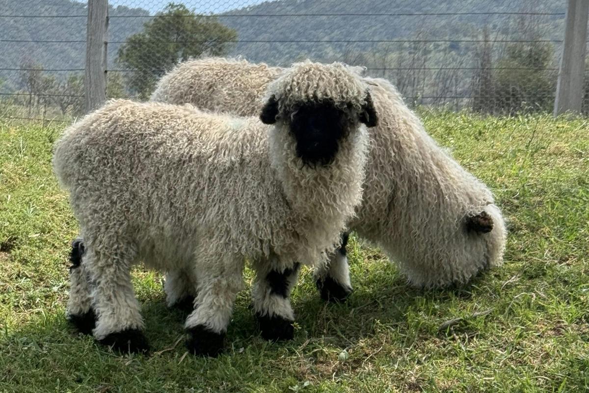 Meet some of the friendly farm animals at River Rocks Stud