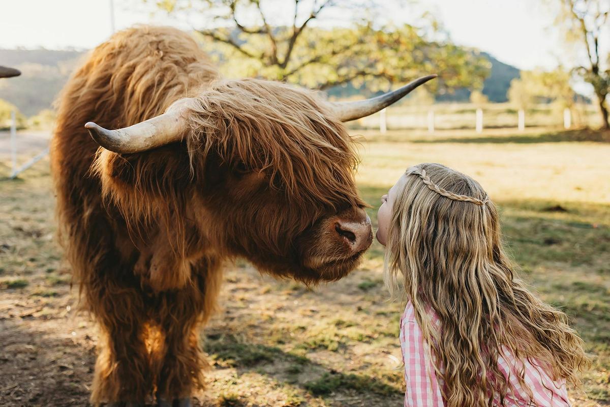 A special moment with the Highland Cows at River Rocks Stud