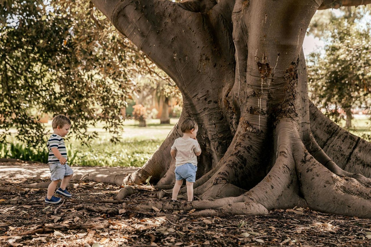 Fig Tree in Waring Gardens