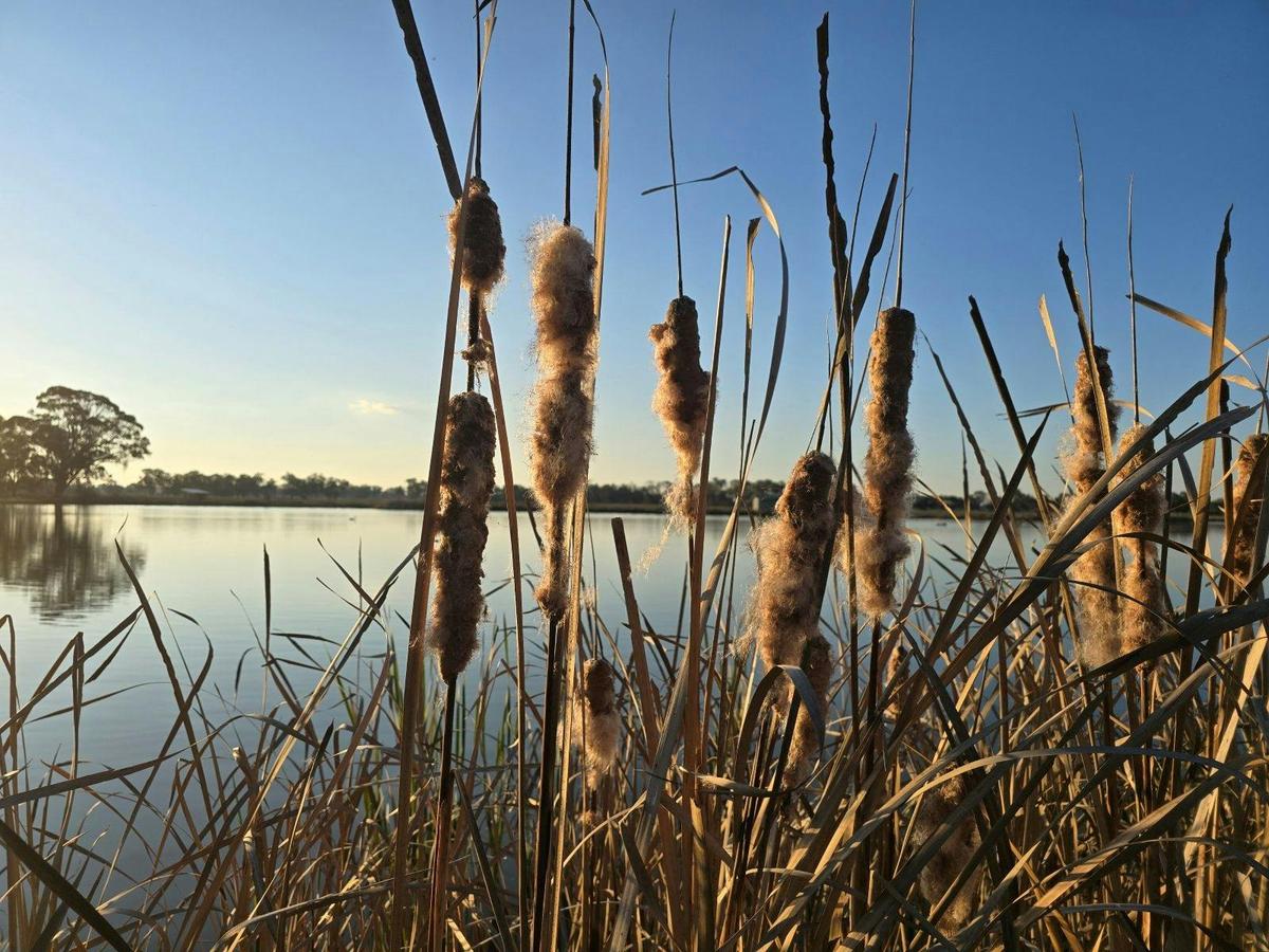 wetlands - spring