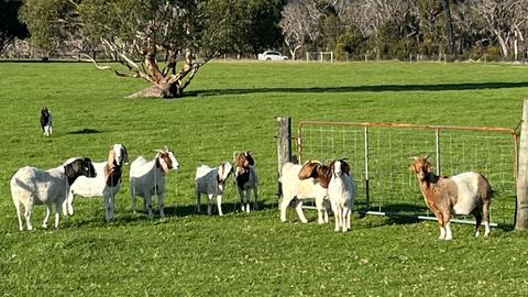 Long Lane Farm