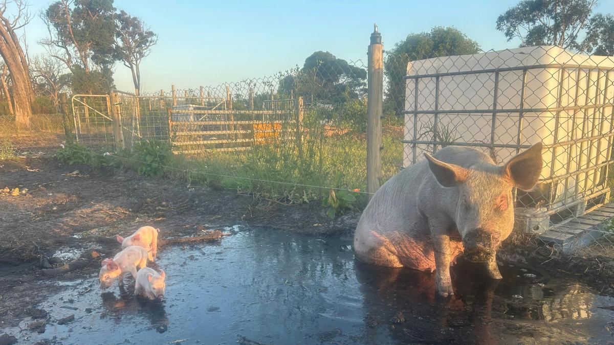 Long Lane Farm