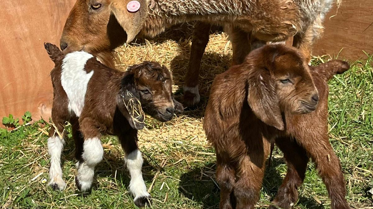 Long Lane Farm