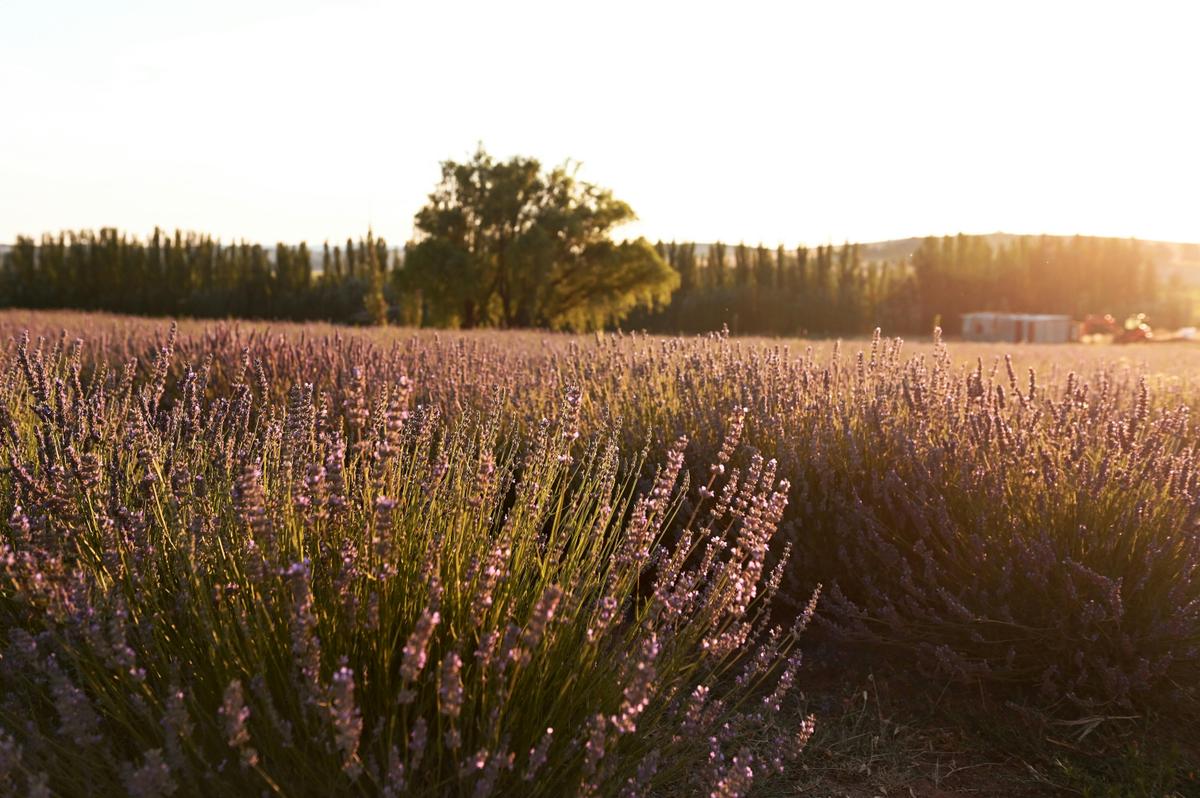 Lavender fields