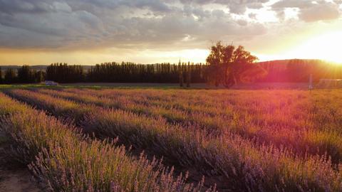 A Little More Lavender - Season 2