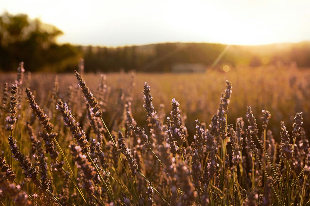 Lavender in Sunset