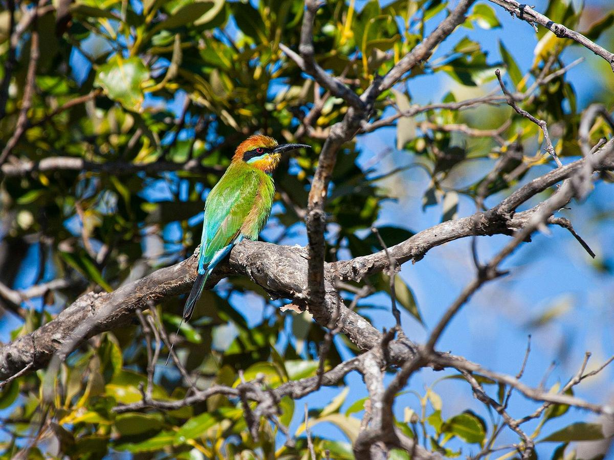 Rainbow Bee-Eater