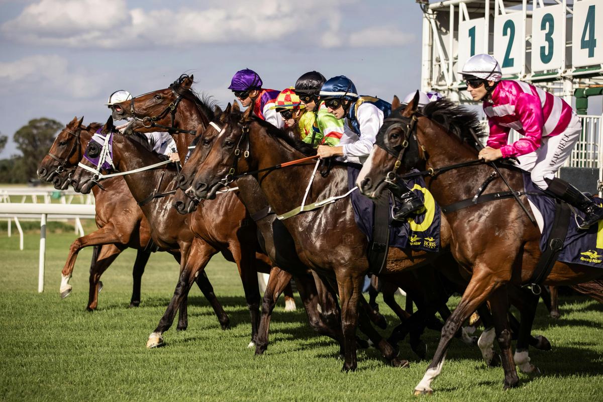 Barrier Jump at Hawkesbury Race Club