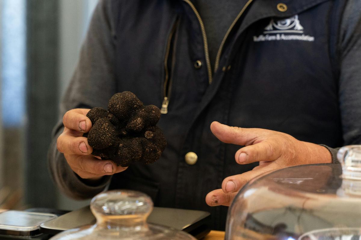 Freshly harvested black truffle at Scotch Hill Truffle Farm