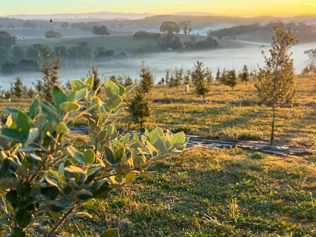Sunrise over the truffière at Scotch Hill Truffle Farm, with mist across the West Gippsland countrys