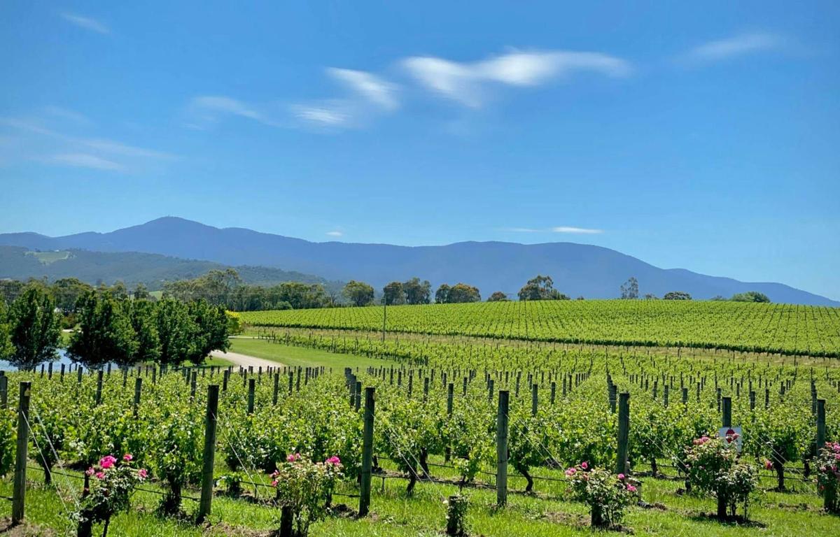Relaxed Half Day Yarra Valley Wine Tour