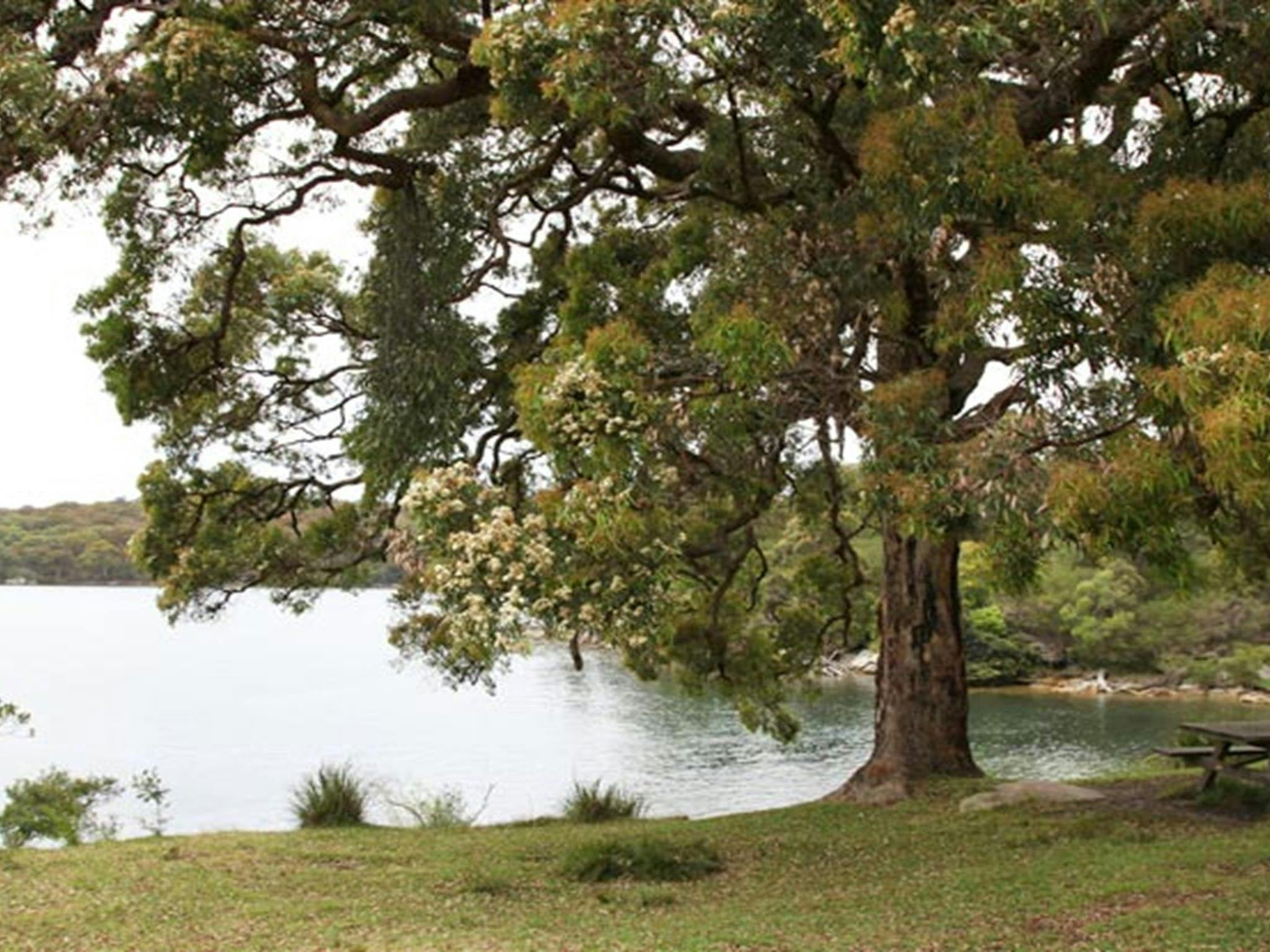 Warumbul picnic area, Royal National Park. Photo: Andy Richards/NSW Government