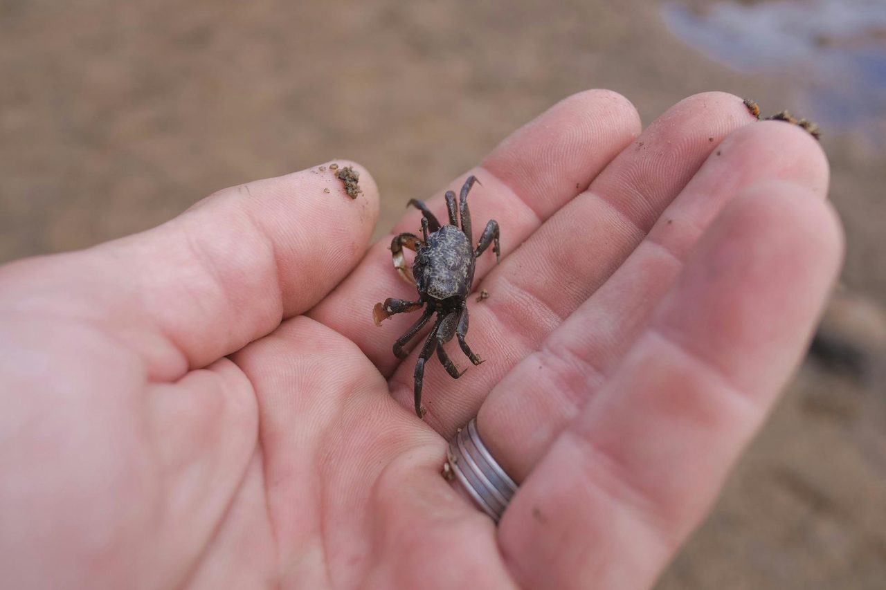 Black Lagoon creature, Bermagui Picnic Area
