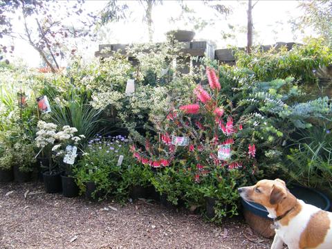 Goldfields Revegetation native nursery