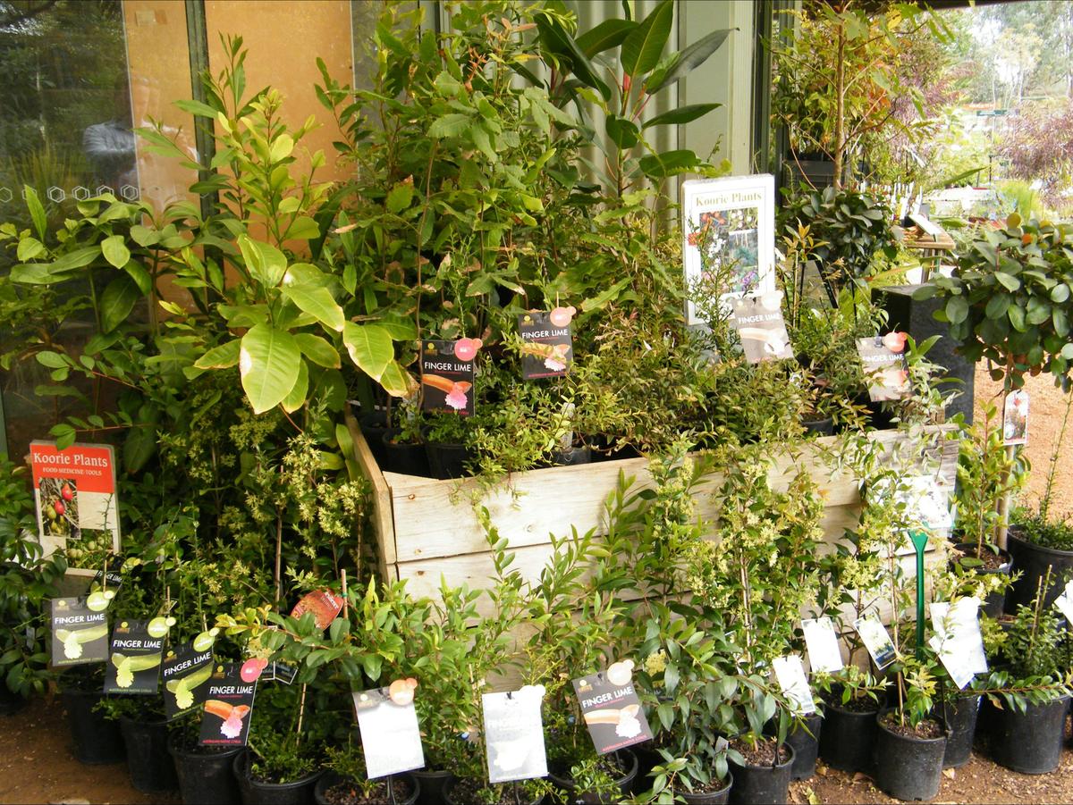 Extensive range of bush foods