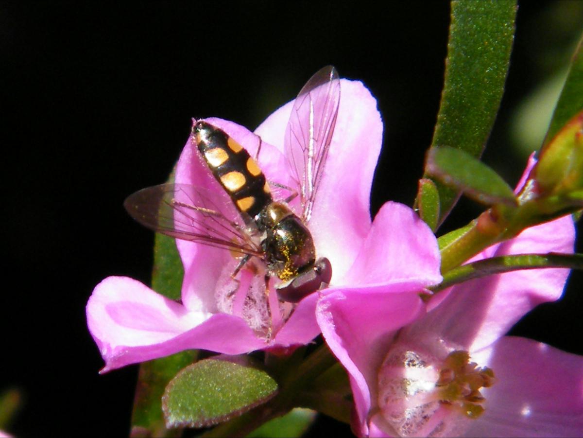 Use a native plant to attract bees to your garden