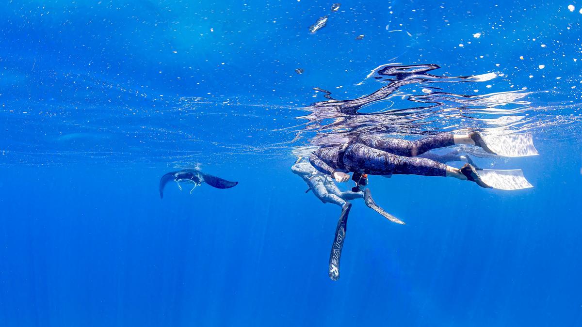 A mantaray approches two snorkellers.