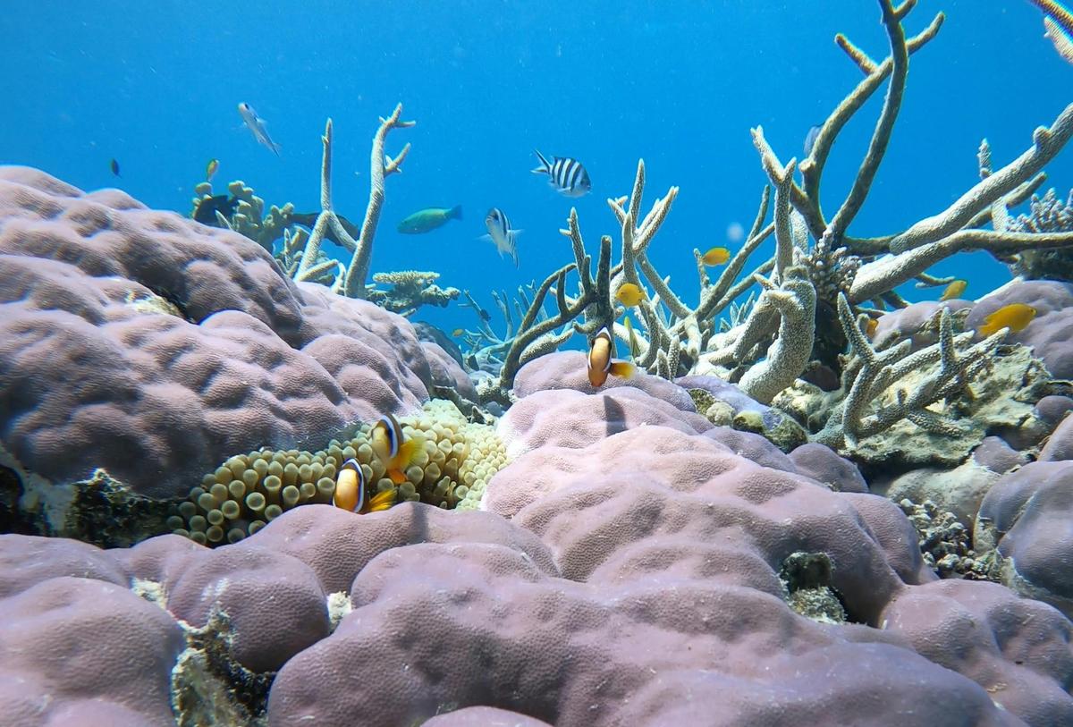 Outer Reef Guided Snorkelling Tour