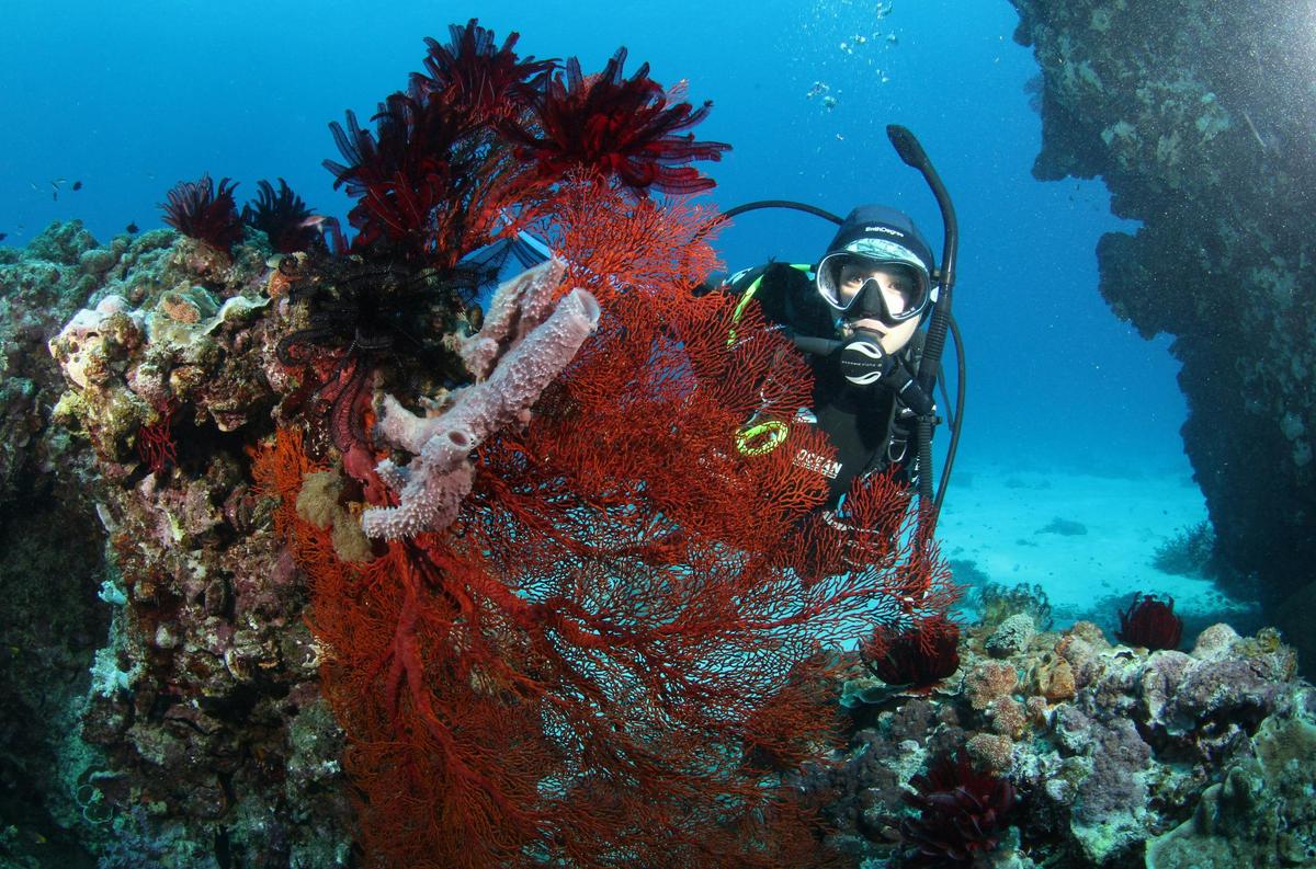 Diver posing behind large gorgonian fan coral