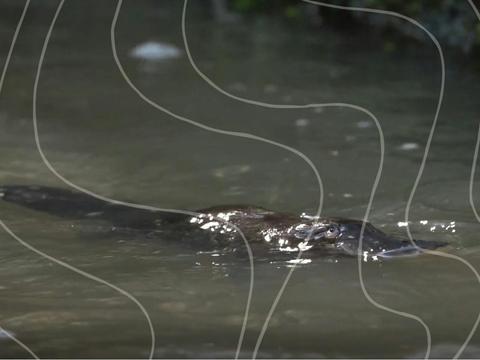 Voices of the River: An evening of short films