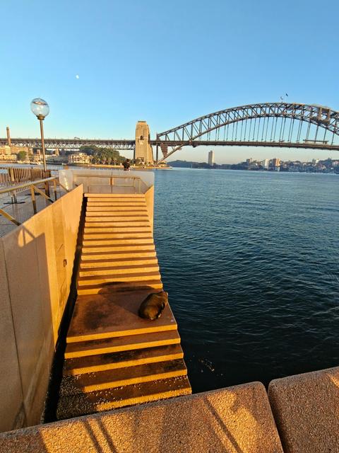 Guided Sydney Run Tours