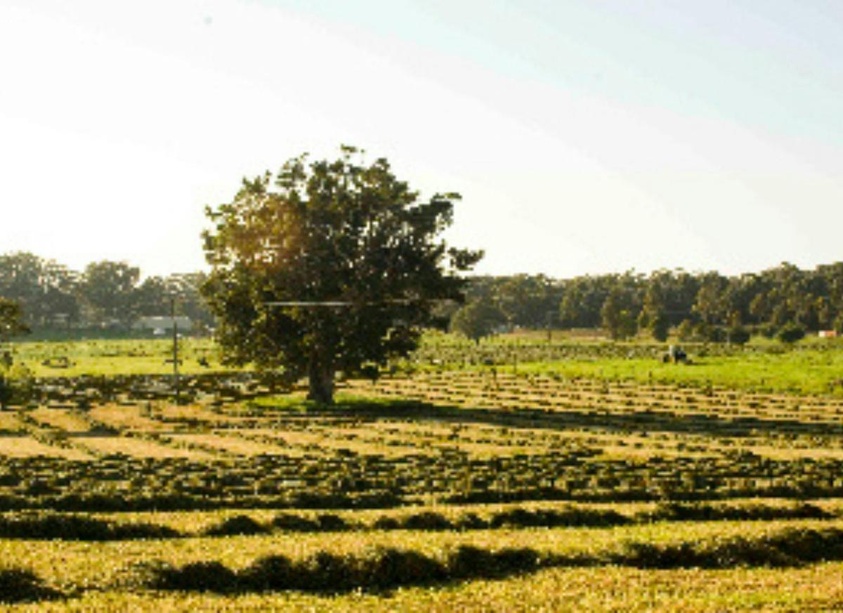 Making hay while the sun shines