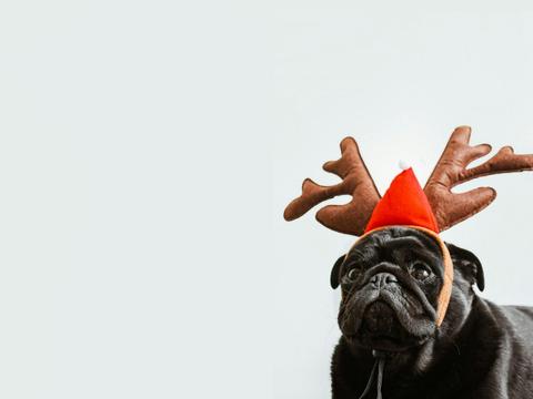 Boxing Day at The Cheeky Dog