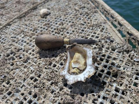Bellingen River Oysters