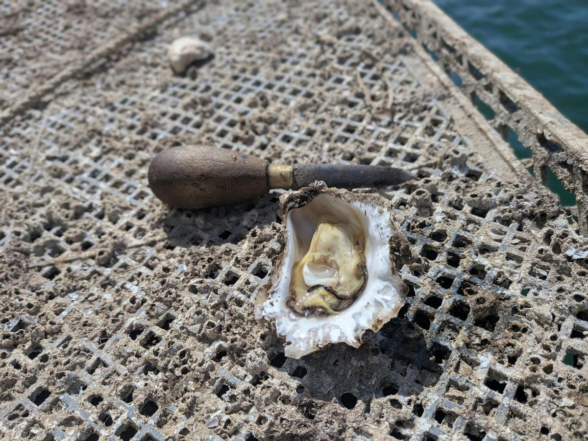 Freshly opened oysters straight from the river