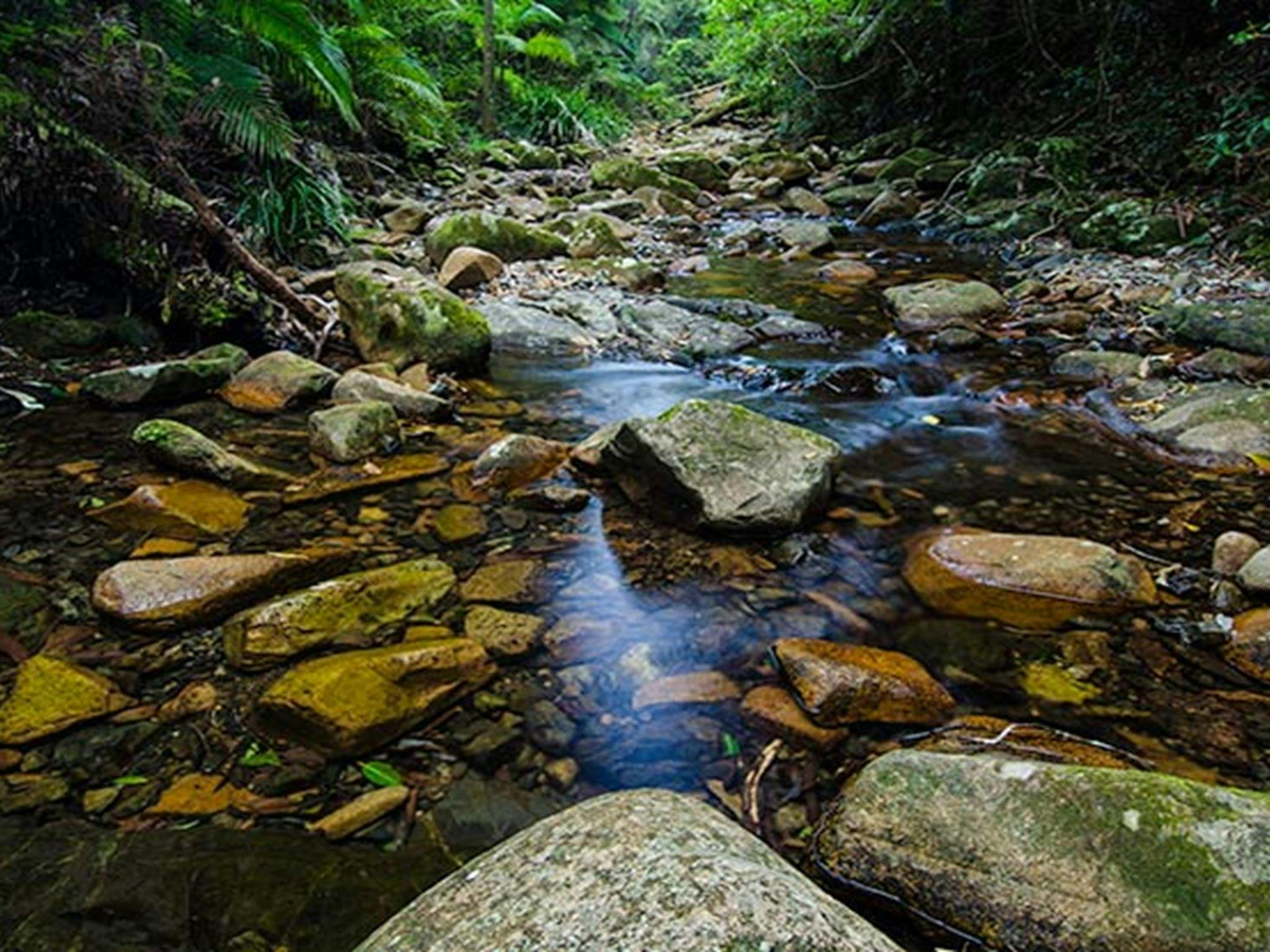 Rivulet, Willi Willi National Park. Photo: John Spencer &copy; DPIE